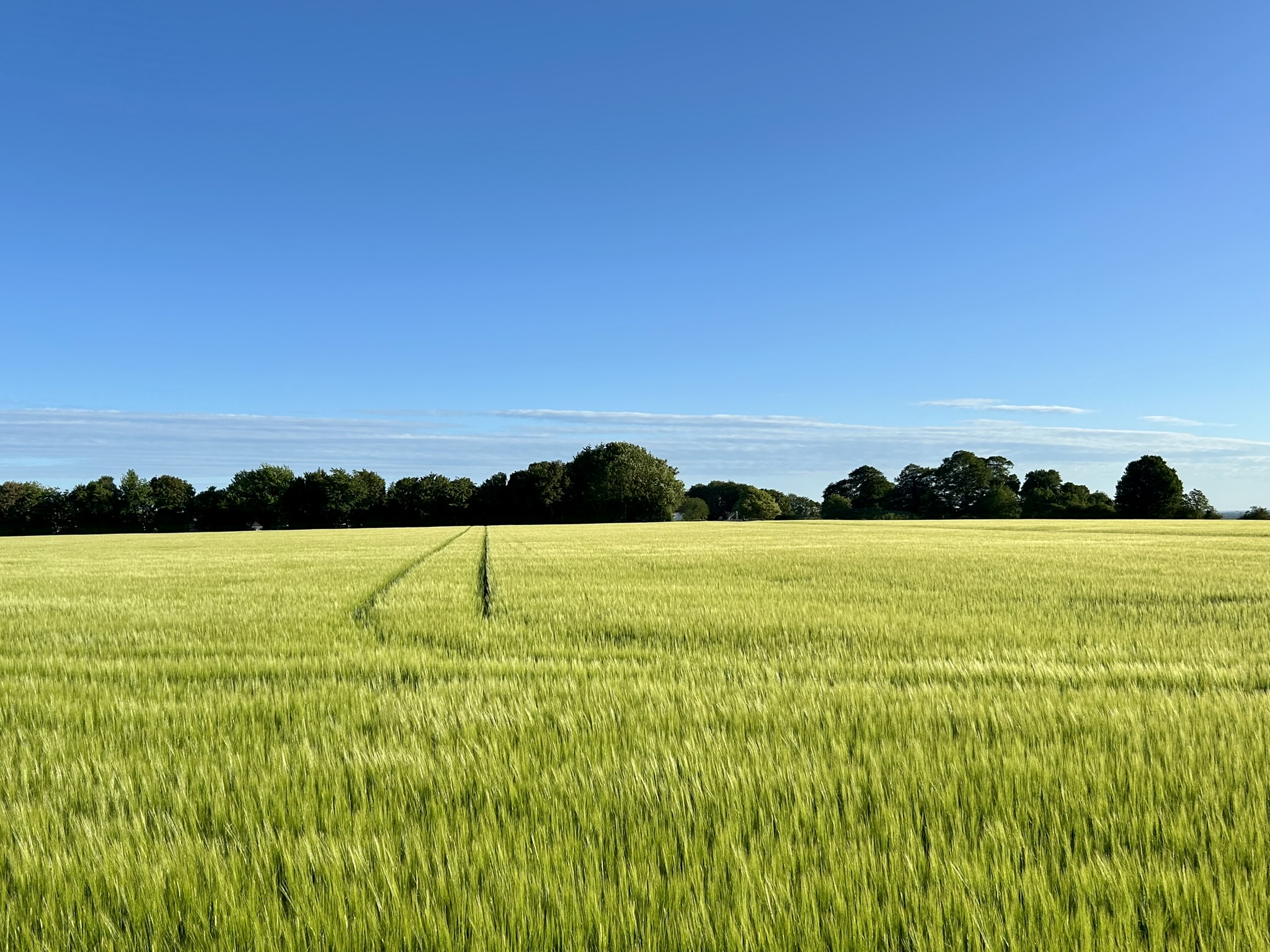 Green cereal field with tramlines beneath a blue sky and a distant tree-lined horizon