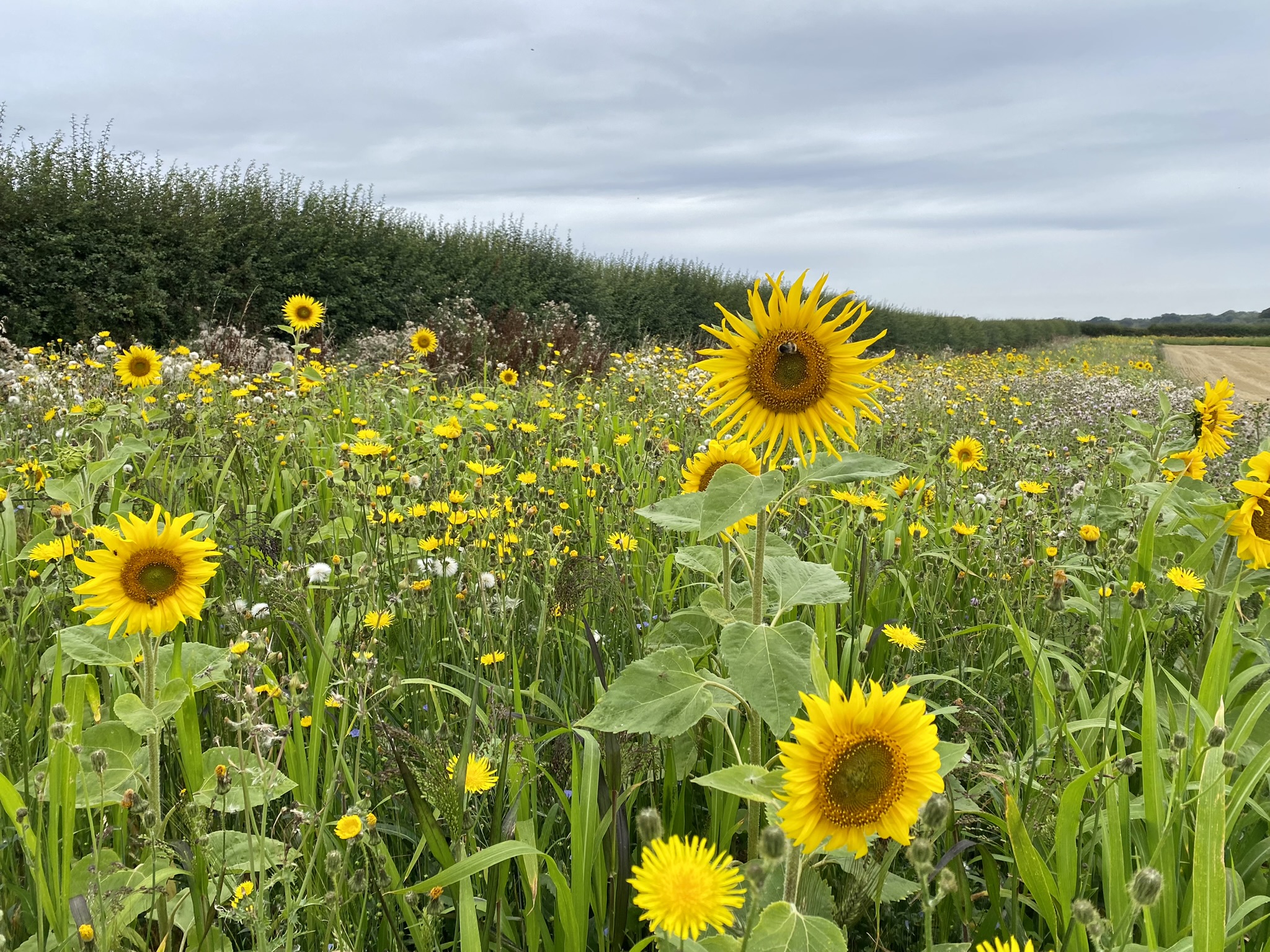 Sunflowers and mixed flowering plants beside a hedgerow, with a bee foraging on a sunflower